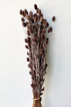 Phalaris Dusty Brown Color Preserved Bunch