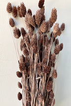 Phalaris Dusty Brown Color Preserved Bunch