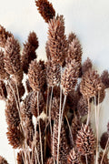 Phalaris Dusty Brown Color Preserved Bunch