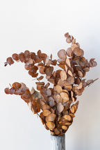 Eucalyptus Spiral Rust Color Preserved Bunch