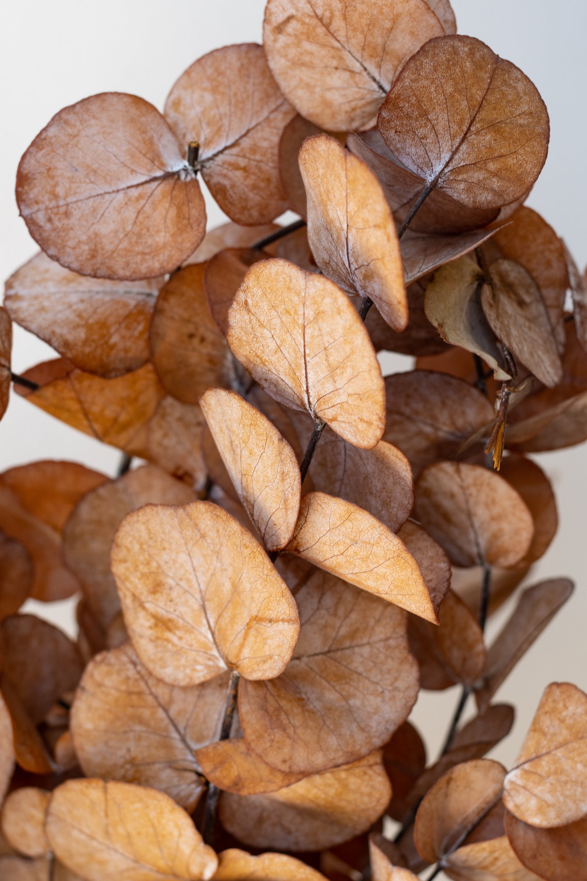 Eucalyptus Spiral Rust Color Preserved Bunch