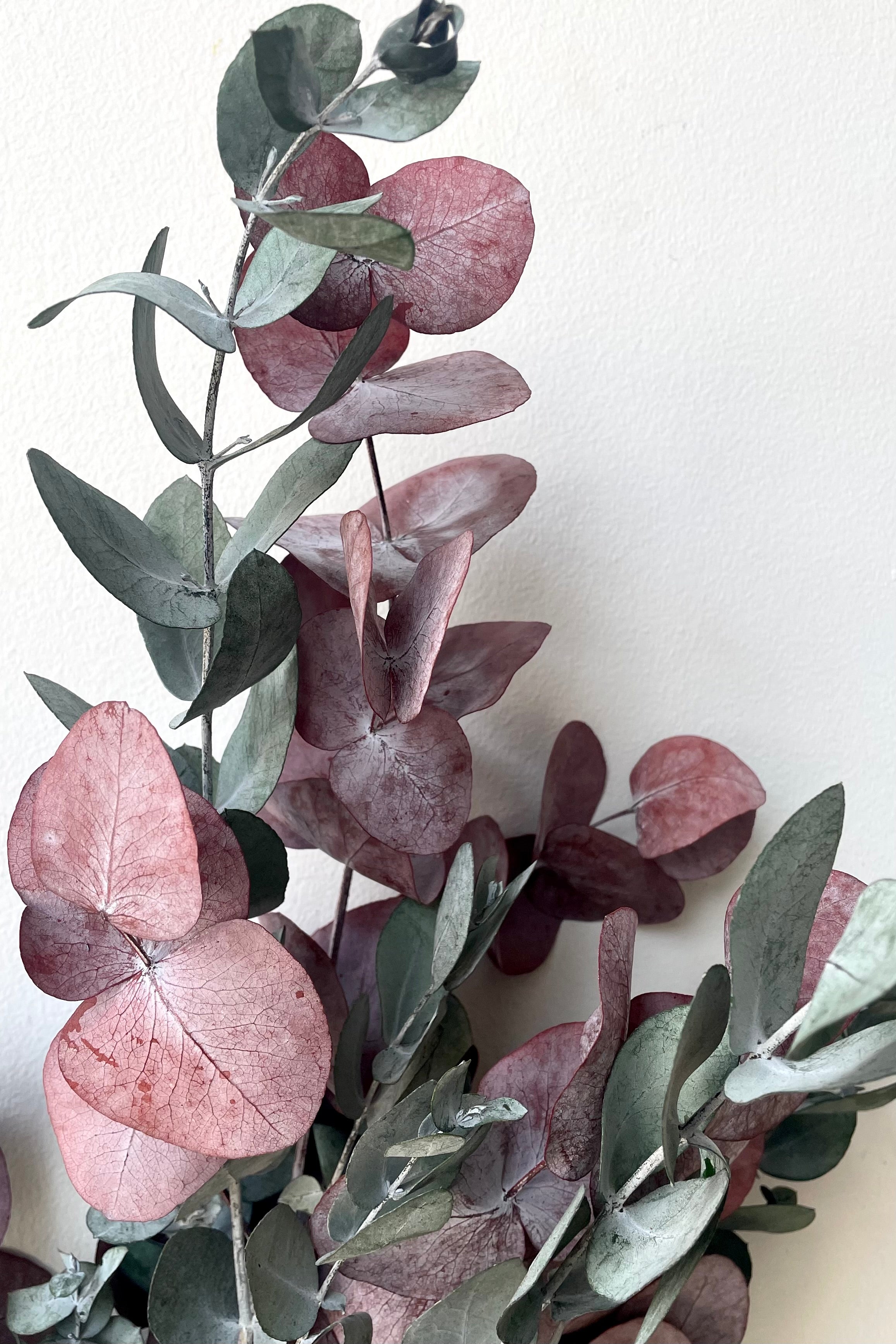 Eucalyptus Spiral Mocha Color Preserved Bunch