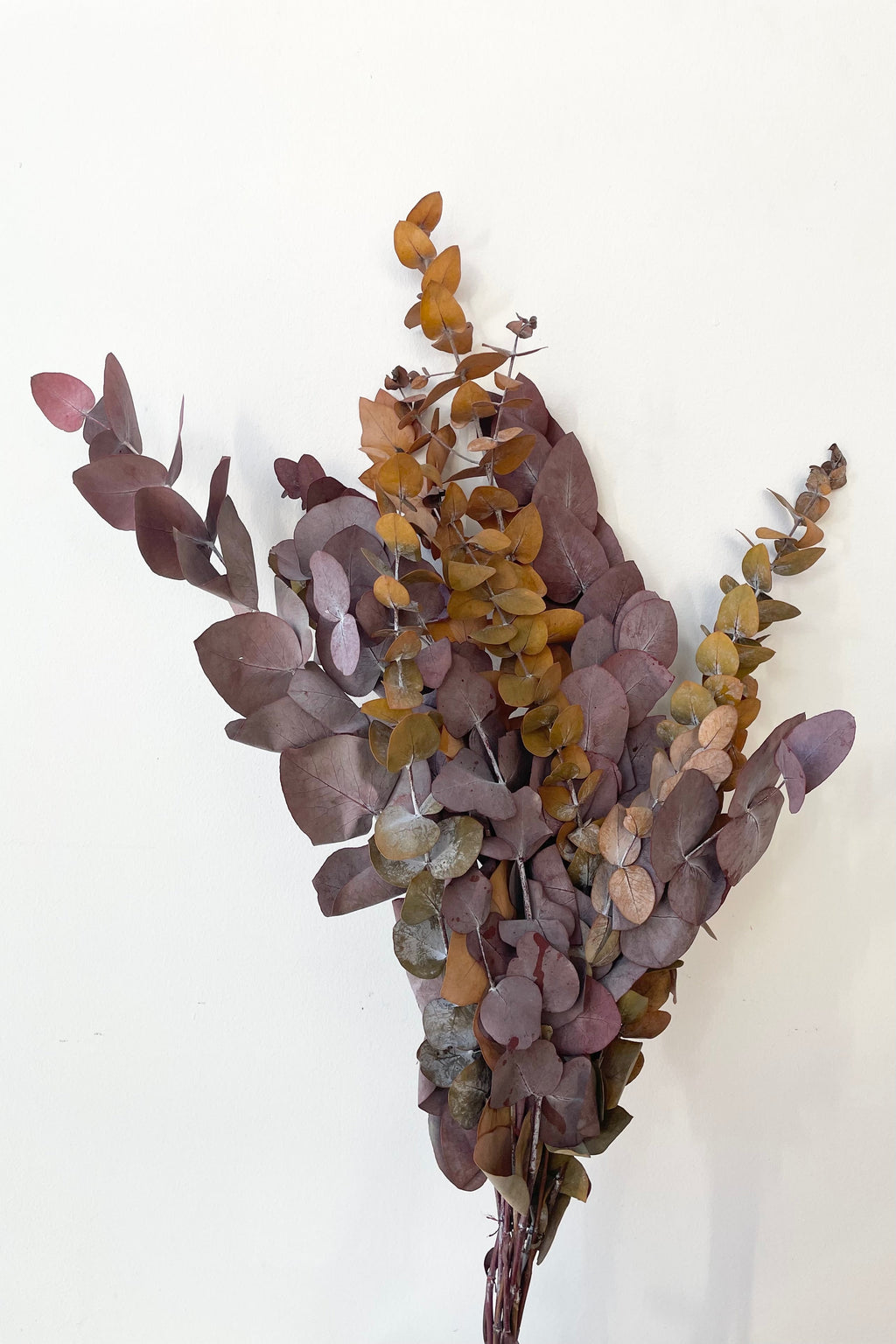 Eucalyptus Spiral Mocha Color Preserved Bunch