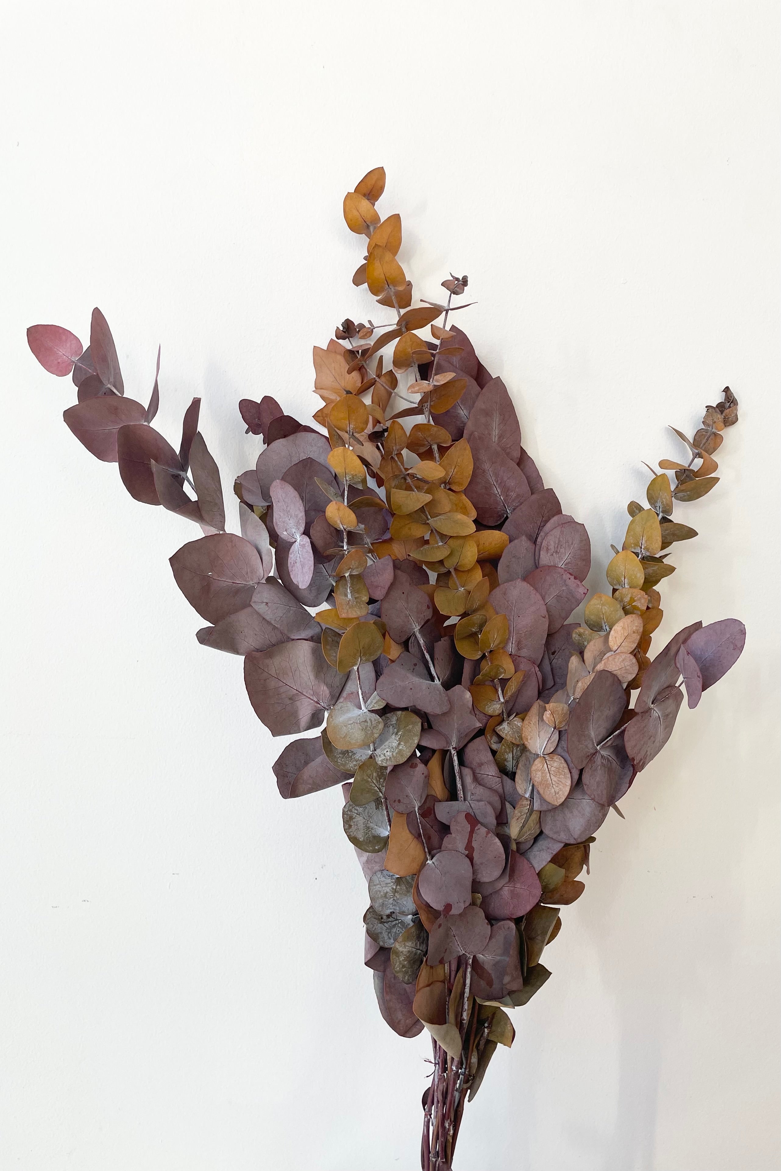 Eucalyptus Spiral Mocha Color Preserved Bunch