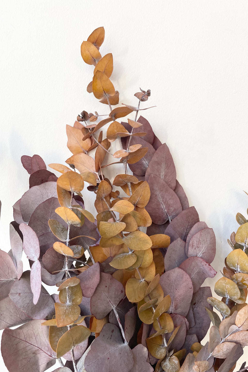 Eucalyptus Spiral Mocha Color Preserved Bunch