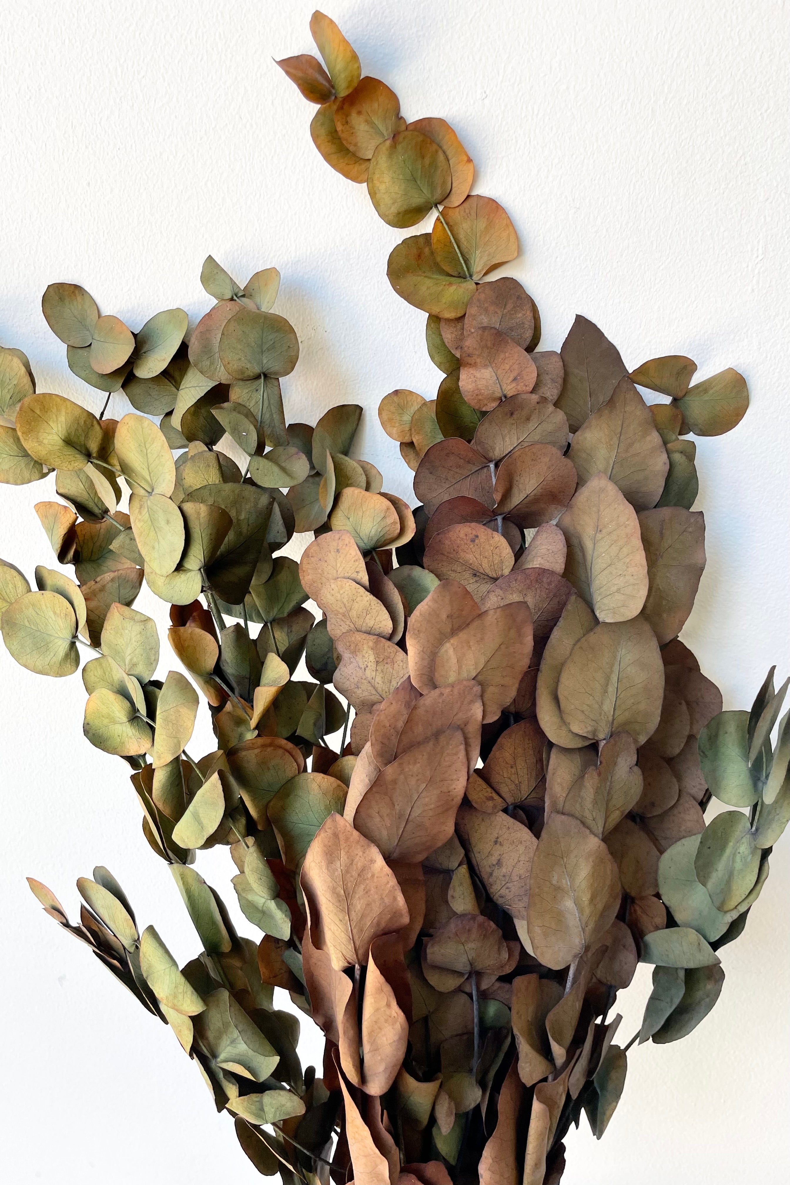 Eucalyptus Vintage Spiral Deep Rust Color Preserved Bunch