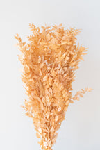 Ruscus Peach Pastel Preserved Bunch