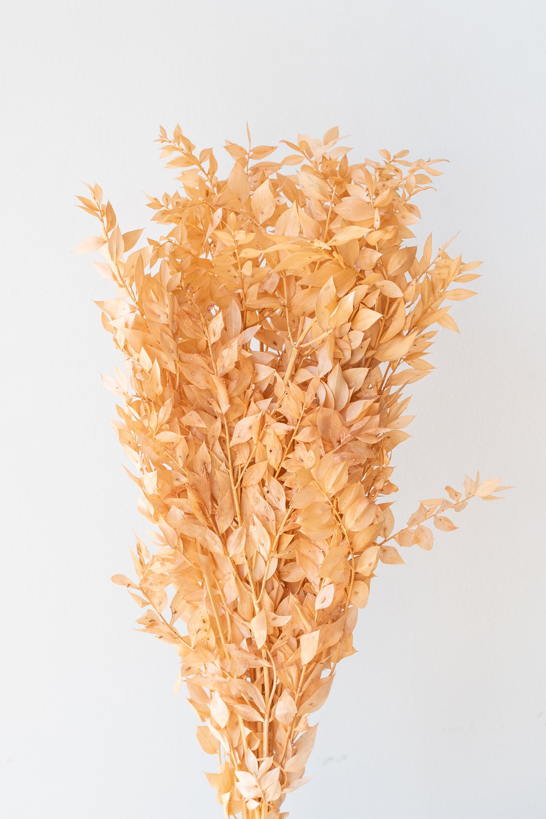 Ruscus Peach Pastel Preserved Bunch