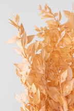 Ruscus Peach Pastel Preserved Bunch