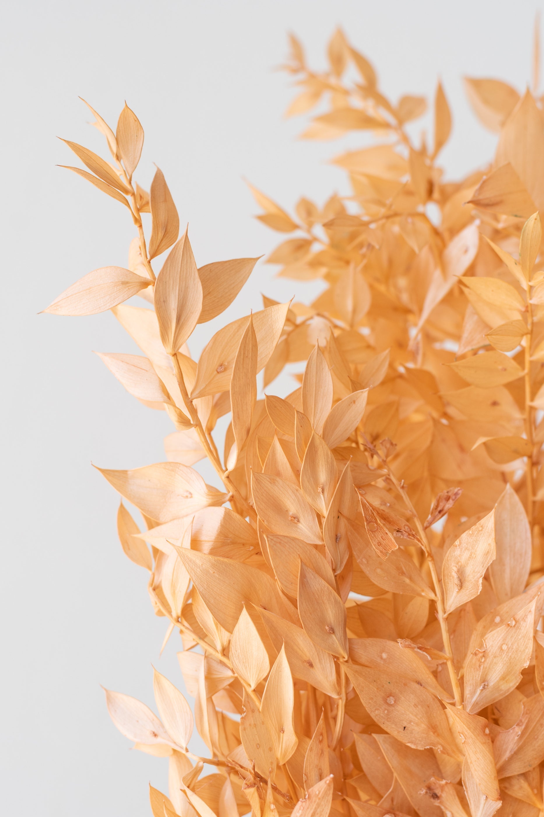 Ruscus Peach Pastel Preserved Bunch