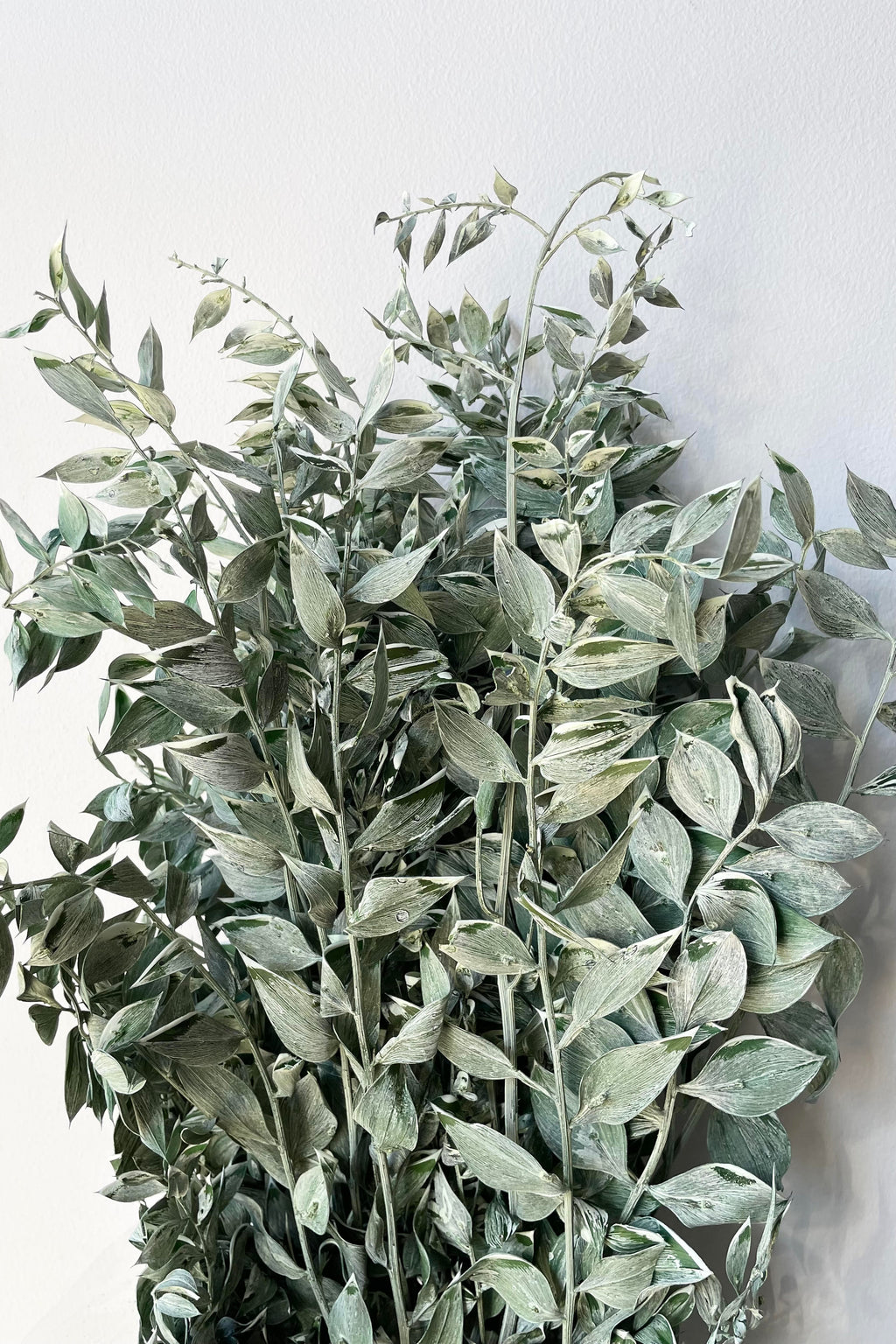 Ruscus Washed Green Matte Preserved Bunch