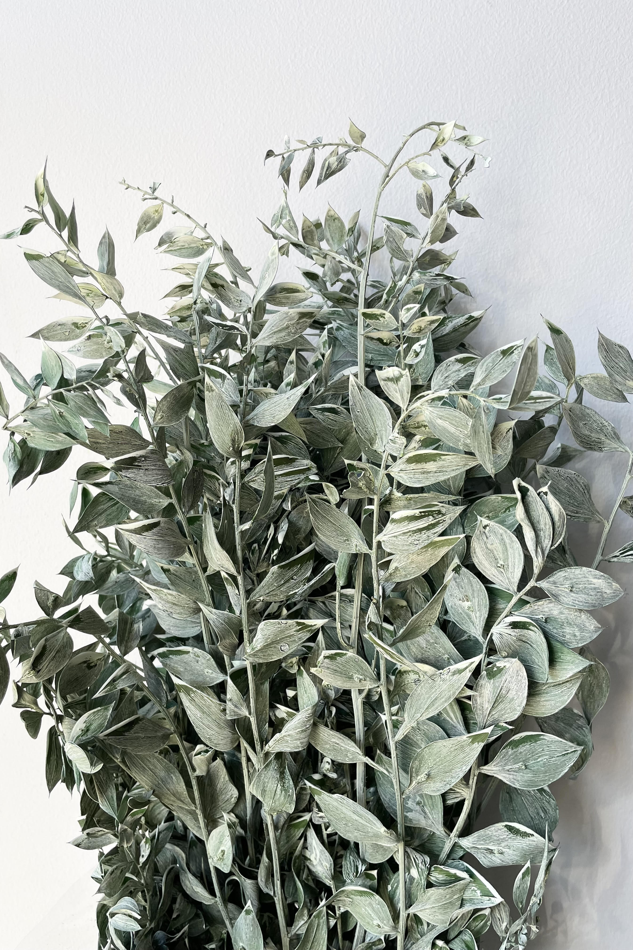 Ruscus Washed Green Matte Preserved Bunch