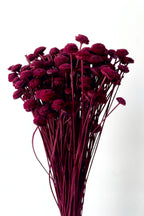 Botao Burgundy Color Preserved Bunch