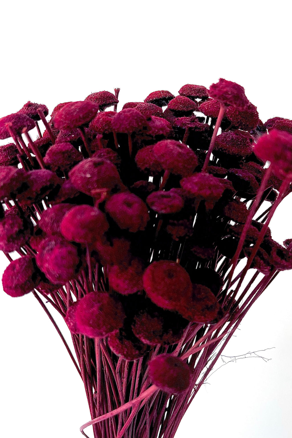 Botao Burgundy Color Preserved Bunch