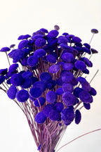 Botao Violet Color Preserved Bunch