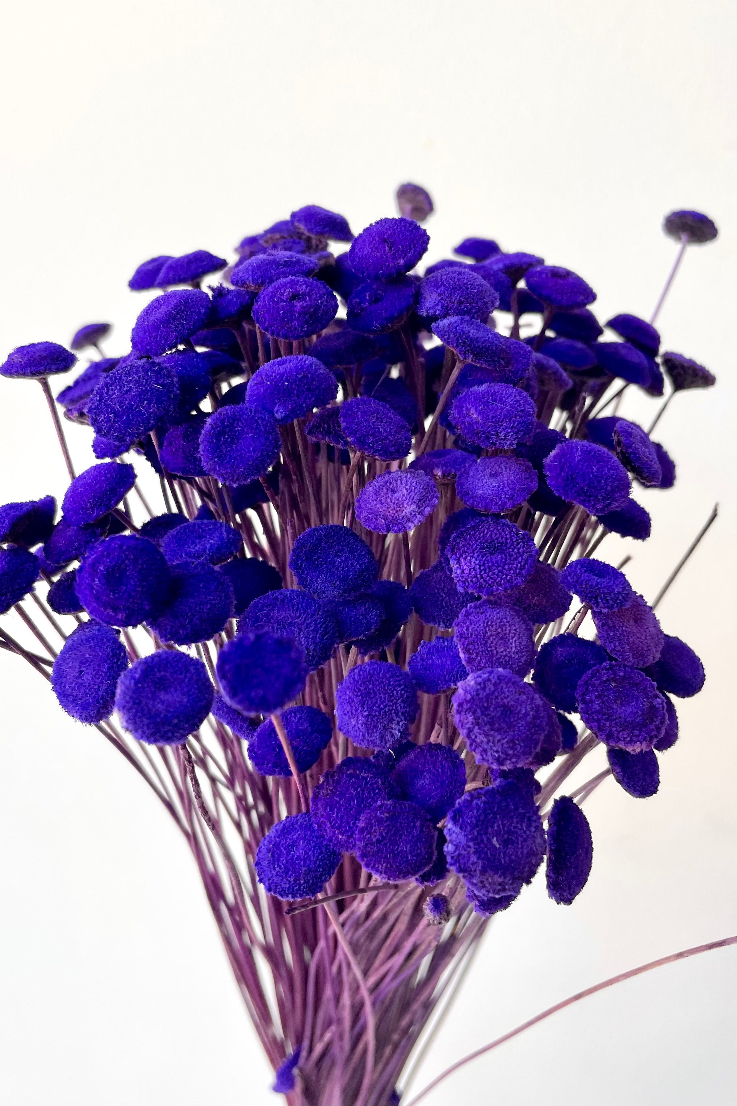 Botao Violet Color Preserved Bunch