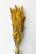 Setaria Golden Color Preserved Bunch