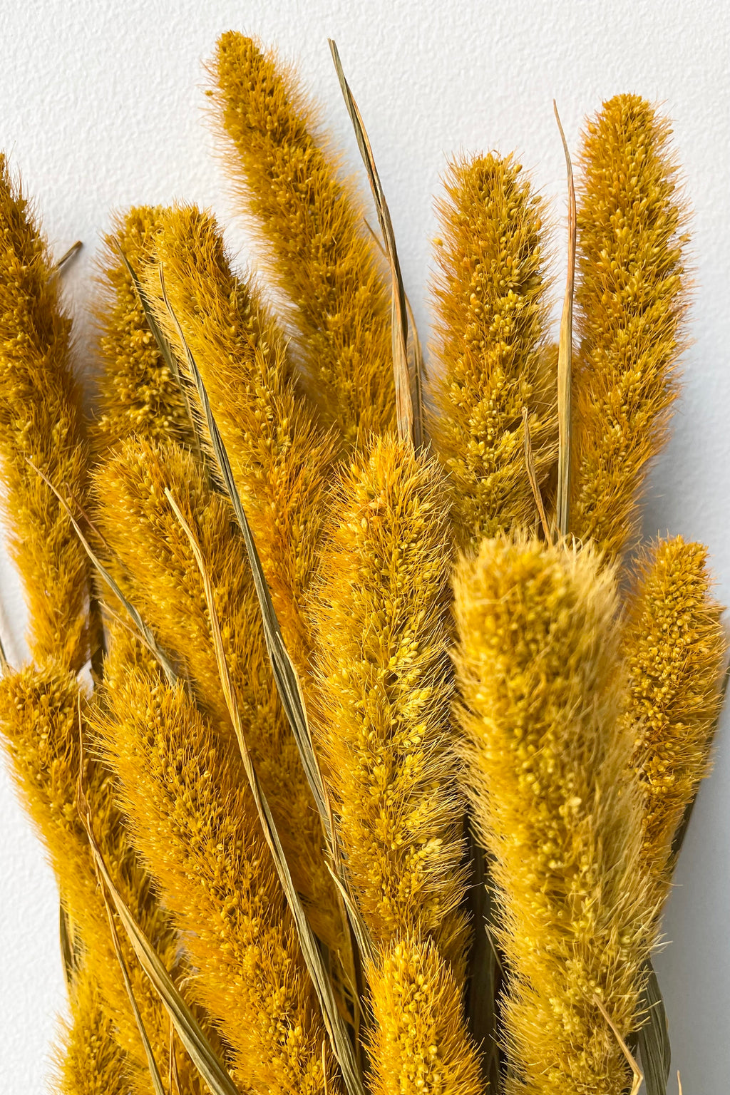 Setaria Golden Color Preserved Bunch