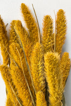 Setaria Golden Color Preserved Bunch