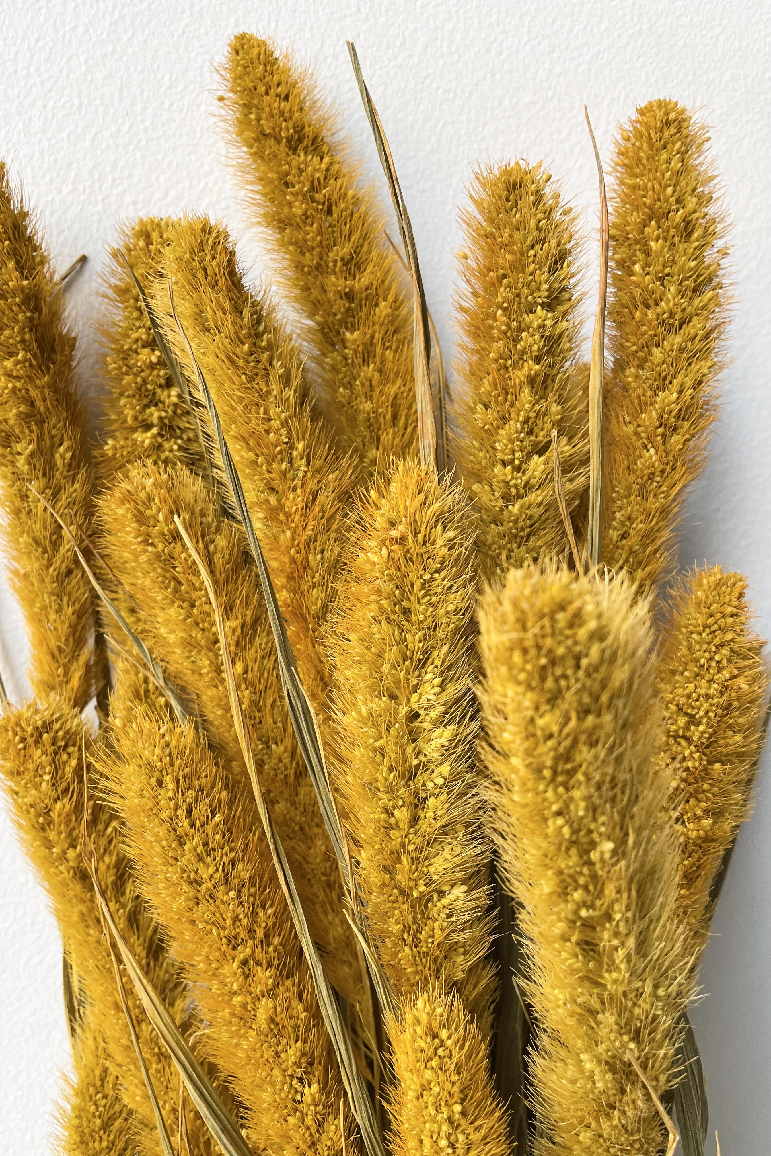 Setaria Golden Color Preserved Bunch