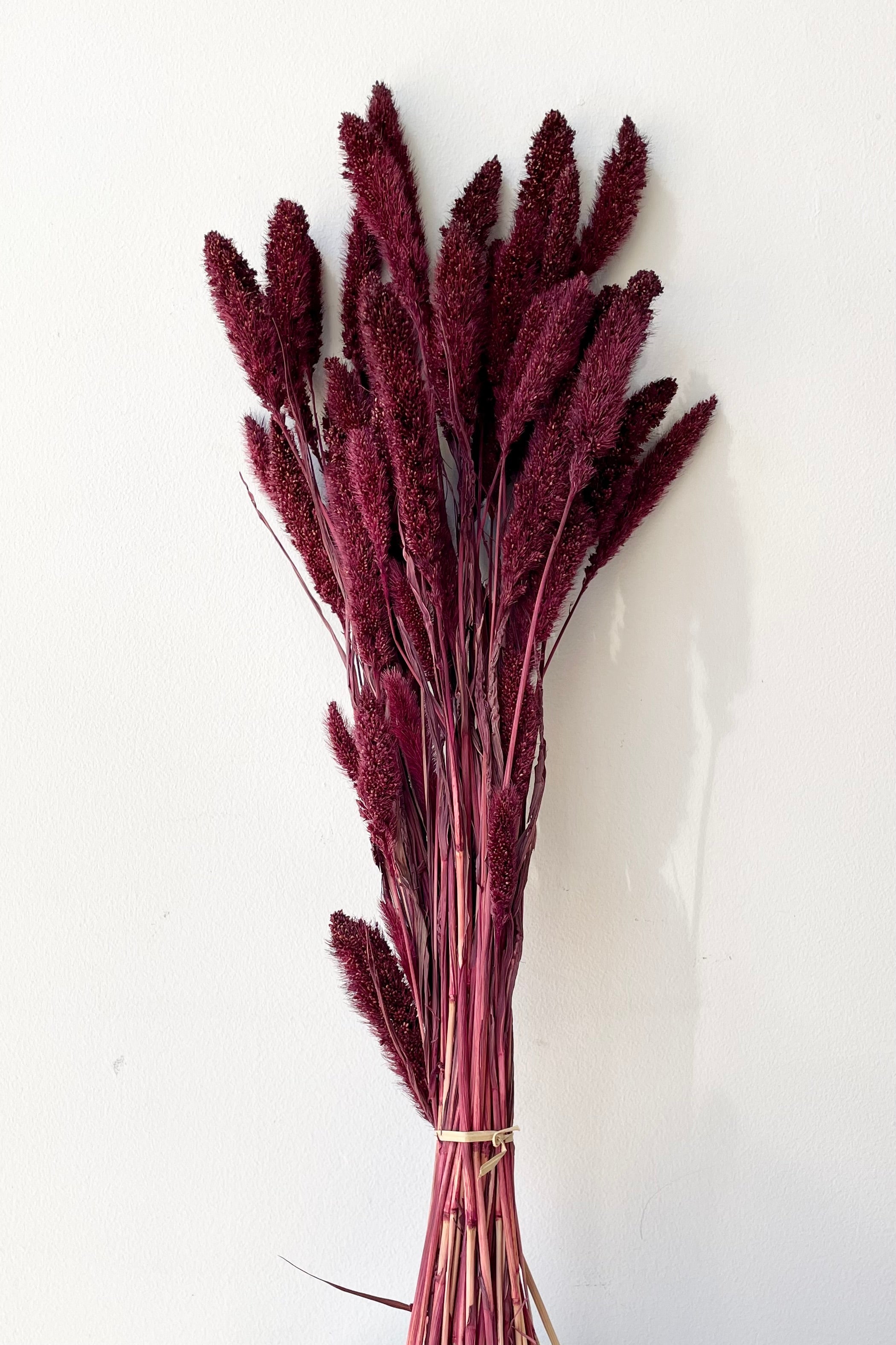 Setaria Garnet Color Preserved Bunch