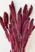 Setaria Garnet Color Preserved Bunch