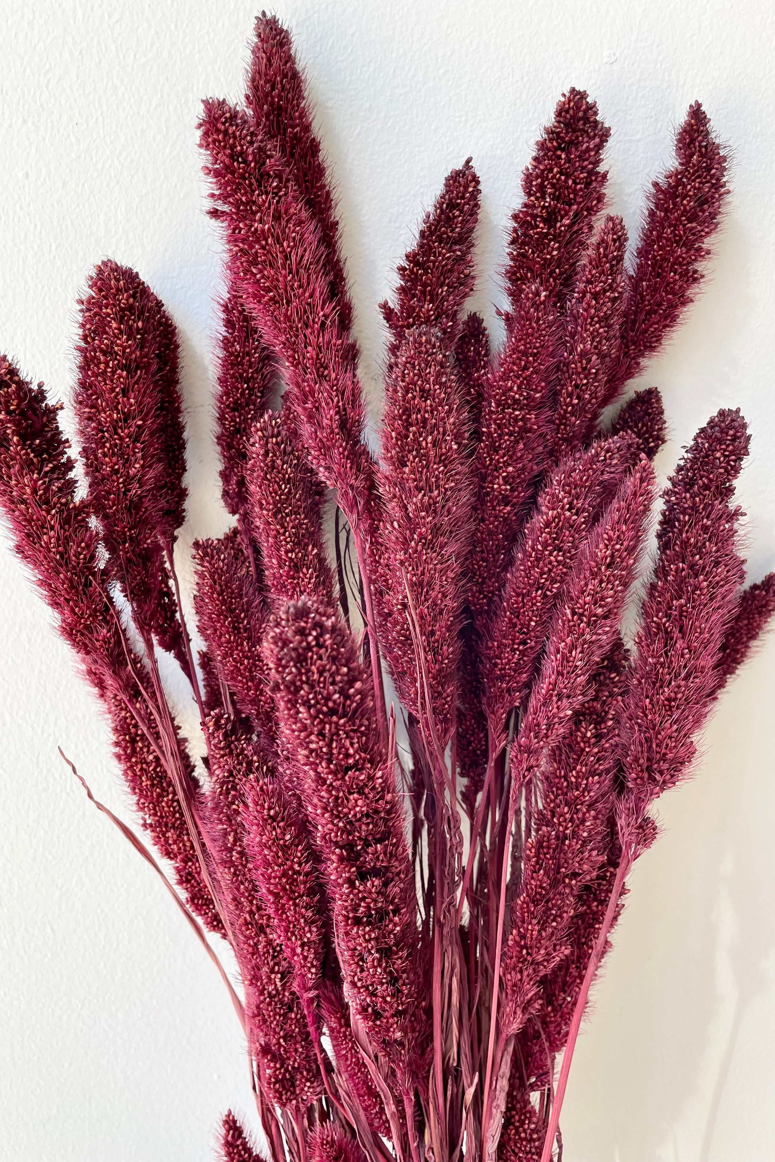 Setaria Garnet Color Preserved Bunch