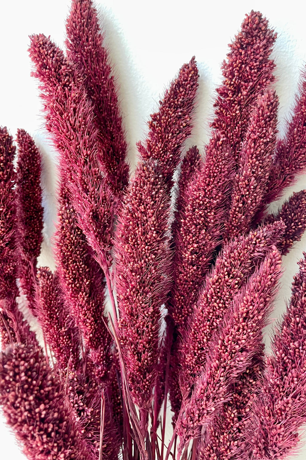 Setaria Garnet Color Preserved Bunch