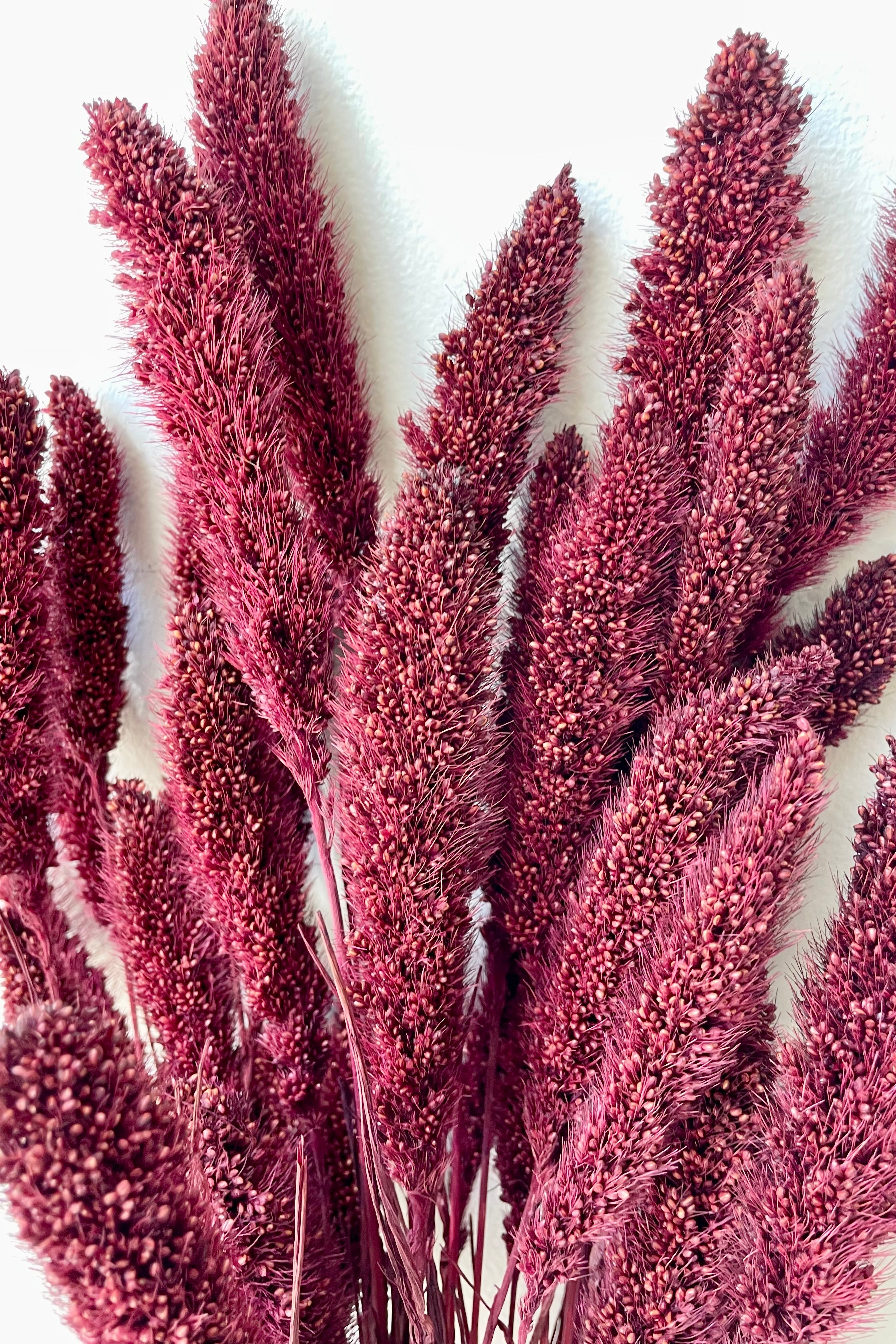 Setaria Garnet Color Preserved Bunch