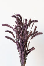 Setaria Plum Color Preserved Bunch