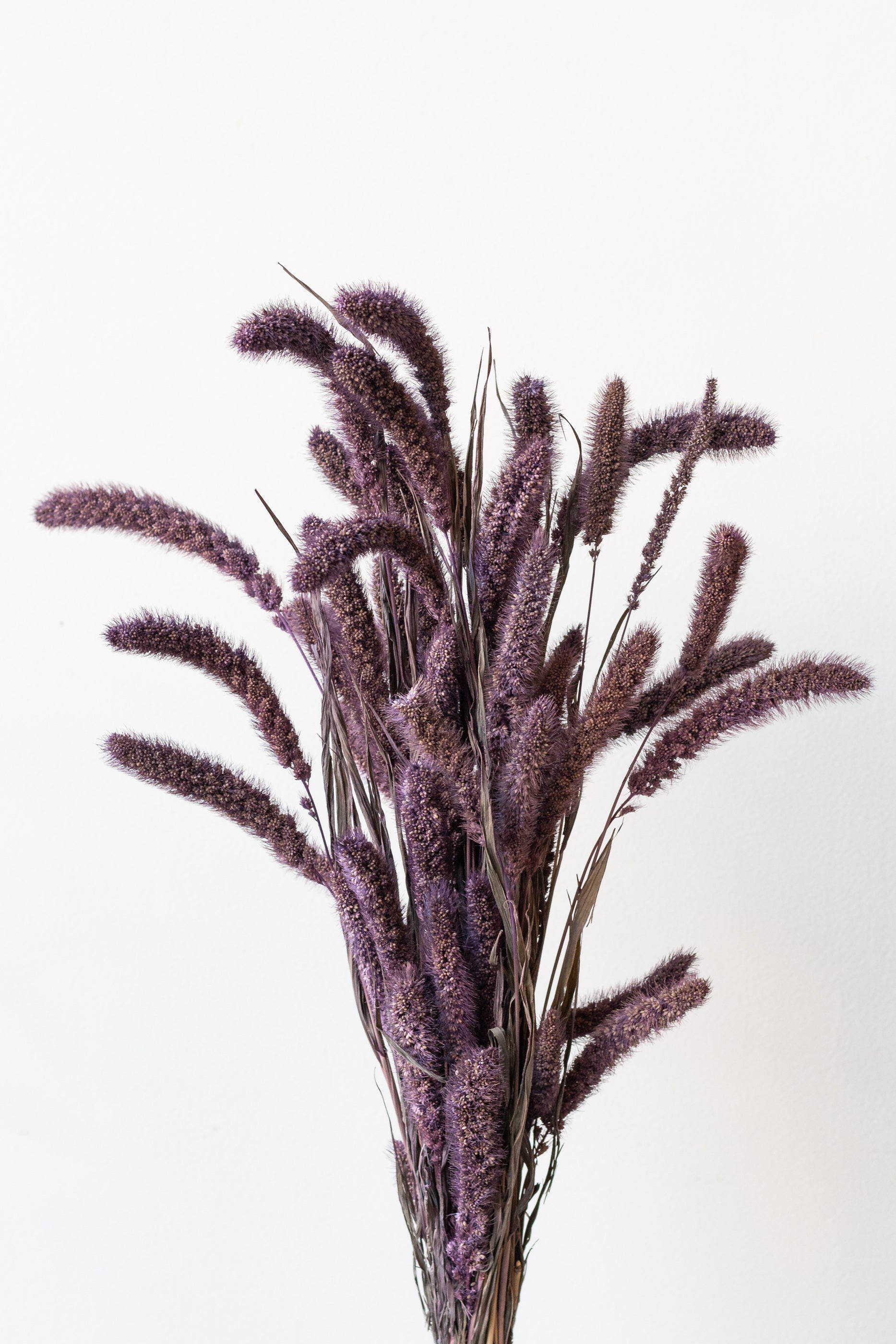 Setaria Plum Color Preserved Bunch