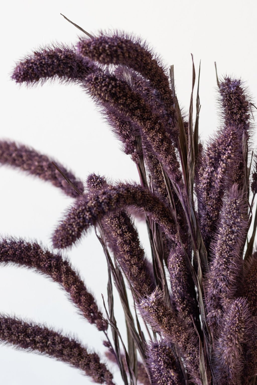 Setaria Plum Color Preserved Bunch