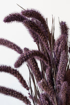 Setaria Plum Color Preserved Bunch