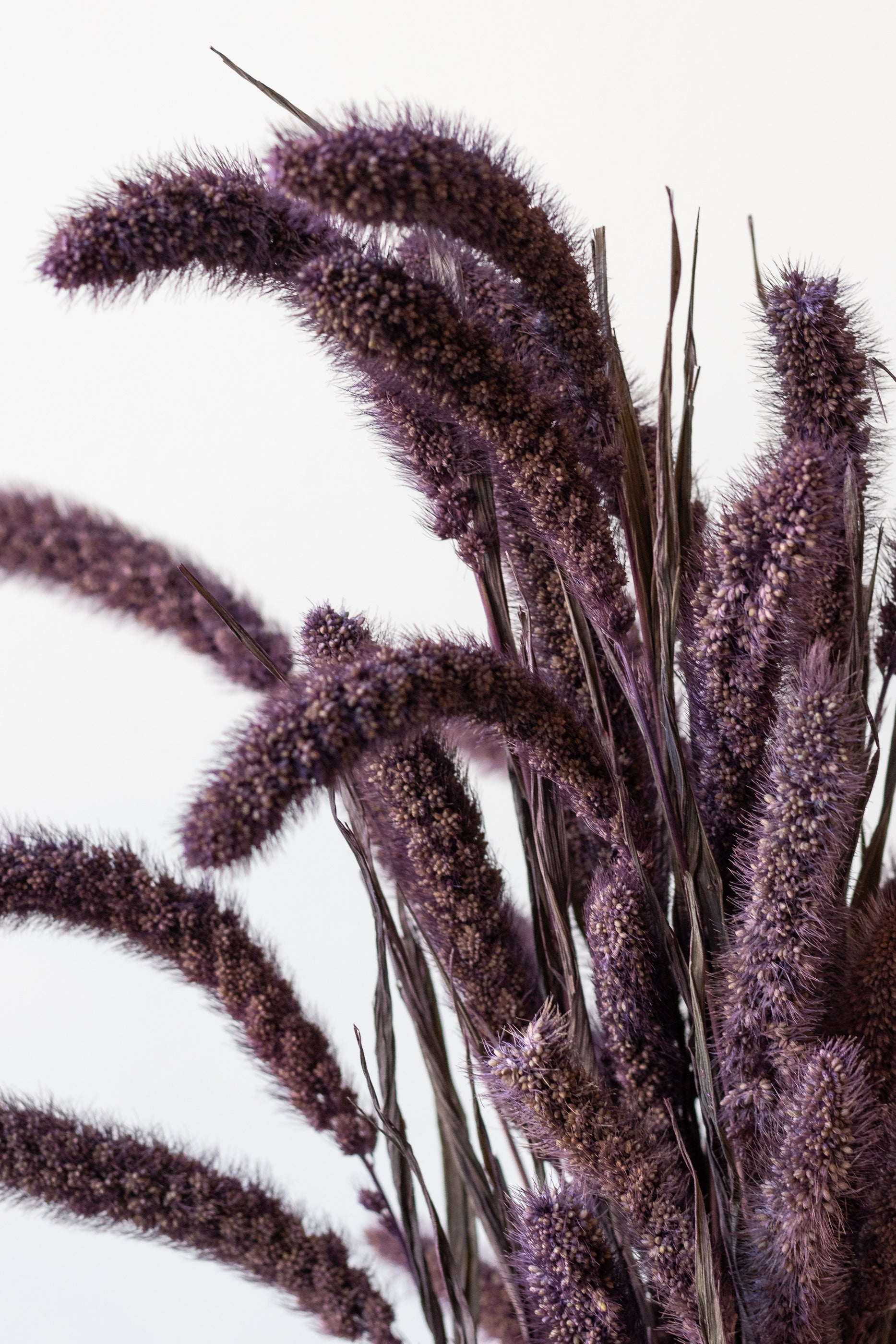 Setaria Plum Color Preserved Bunch