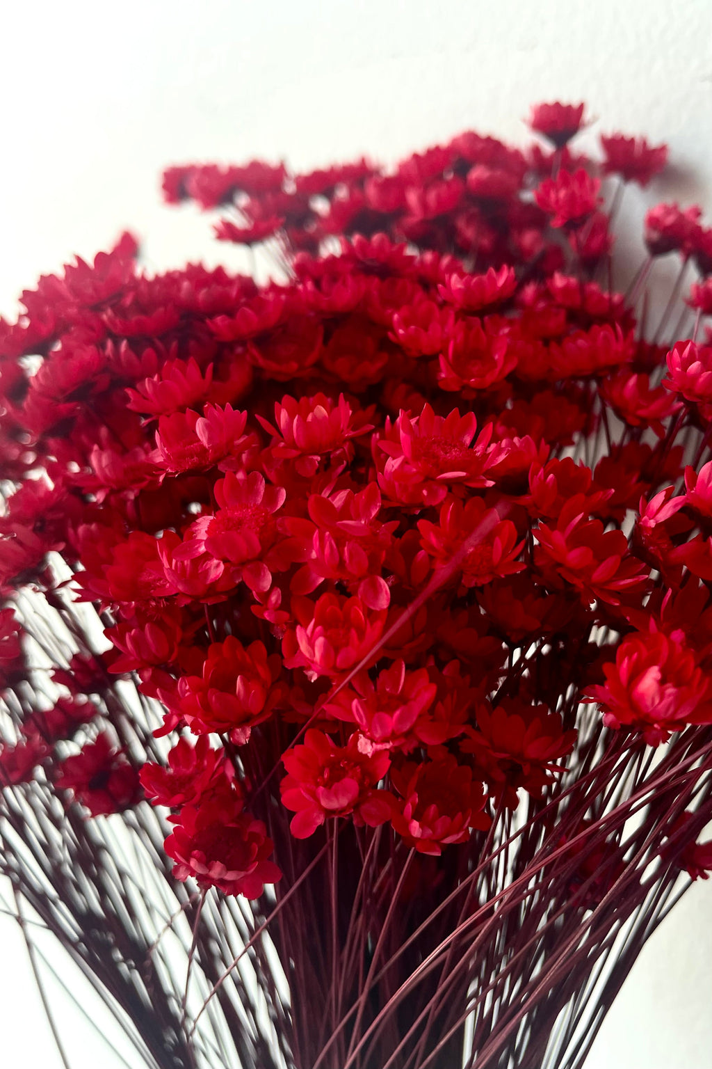 Glixia Red Color Preserved Bunch