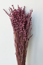 Lavandula Fuchsia Preserved Bunch