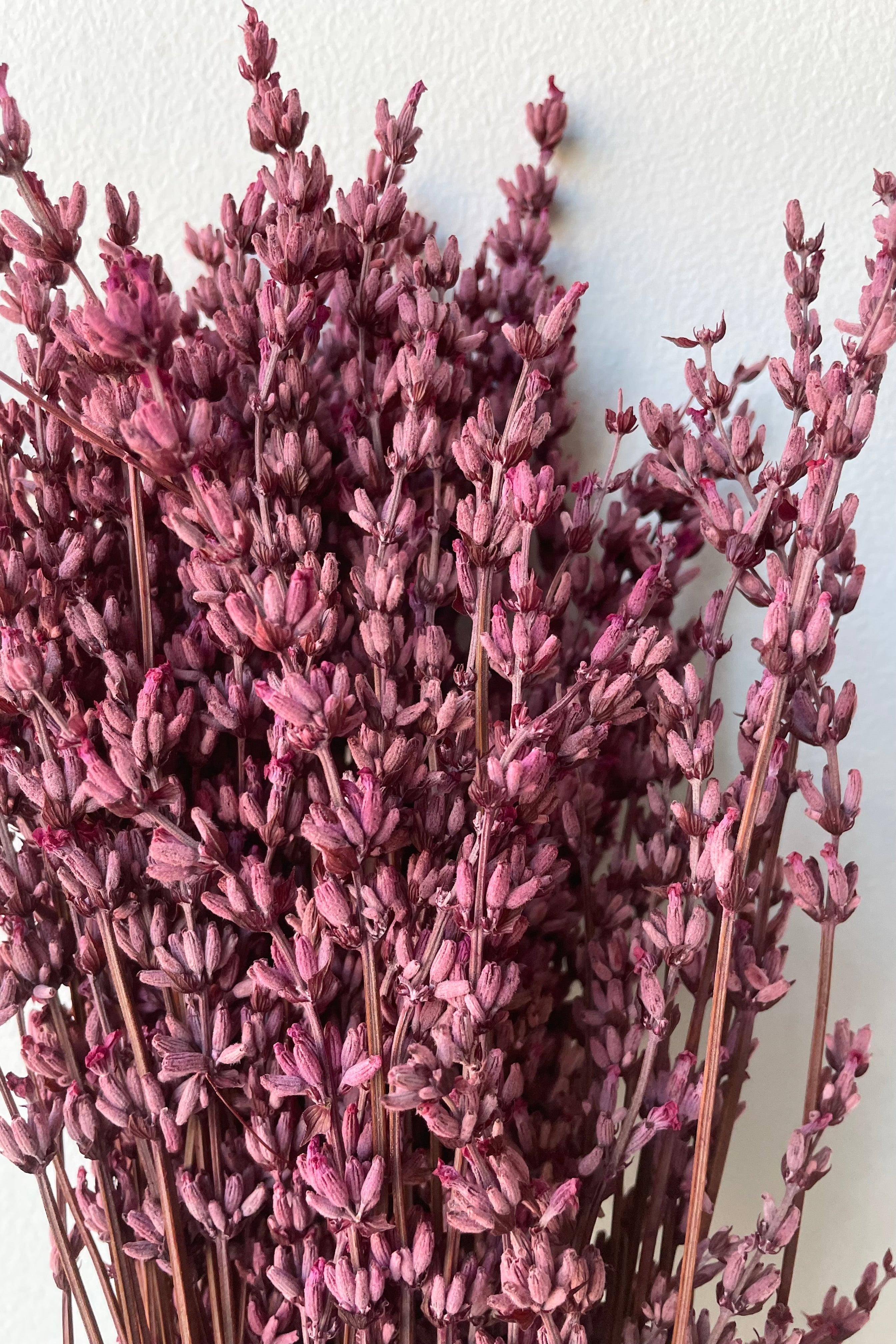 Lavandula Fuchsia Preserved Bunch