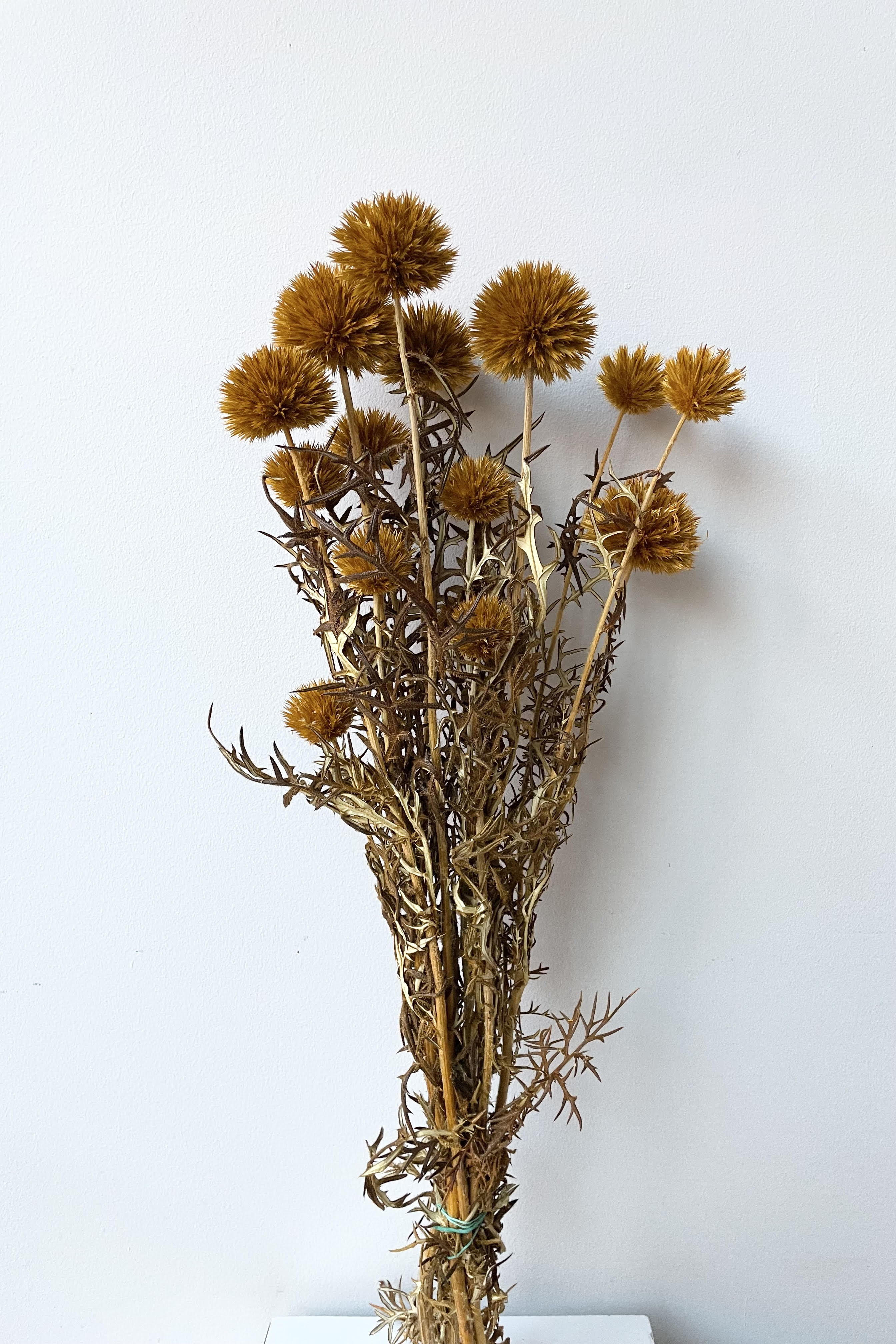 Echinops Ochre Color Preserved Bunch