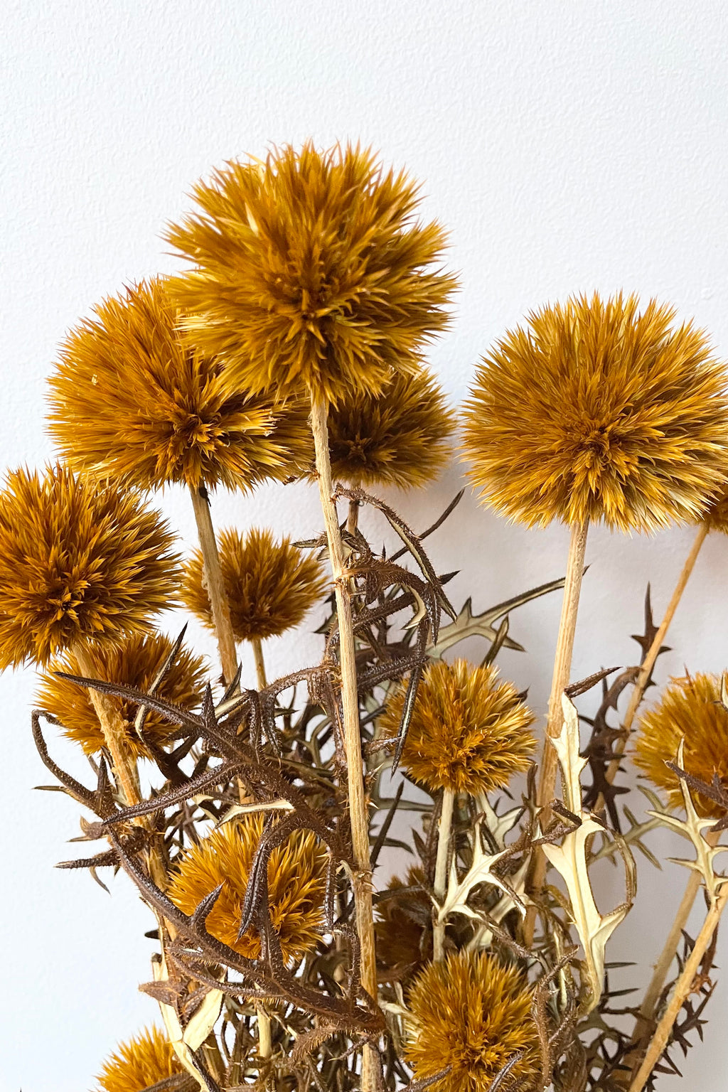 Echinops Ochre Color Preserved Bunch