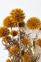 Echinops Ochre Color Preserved Bunch