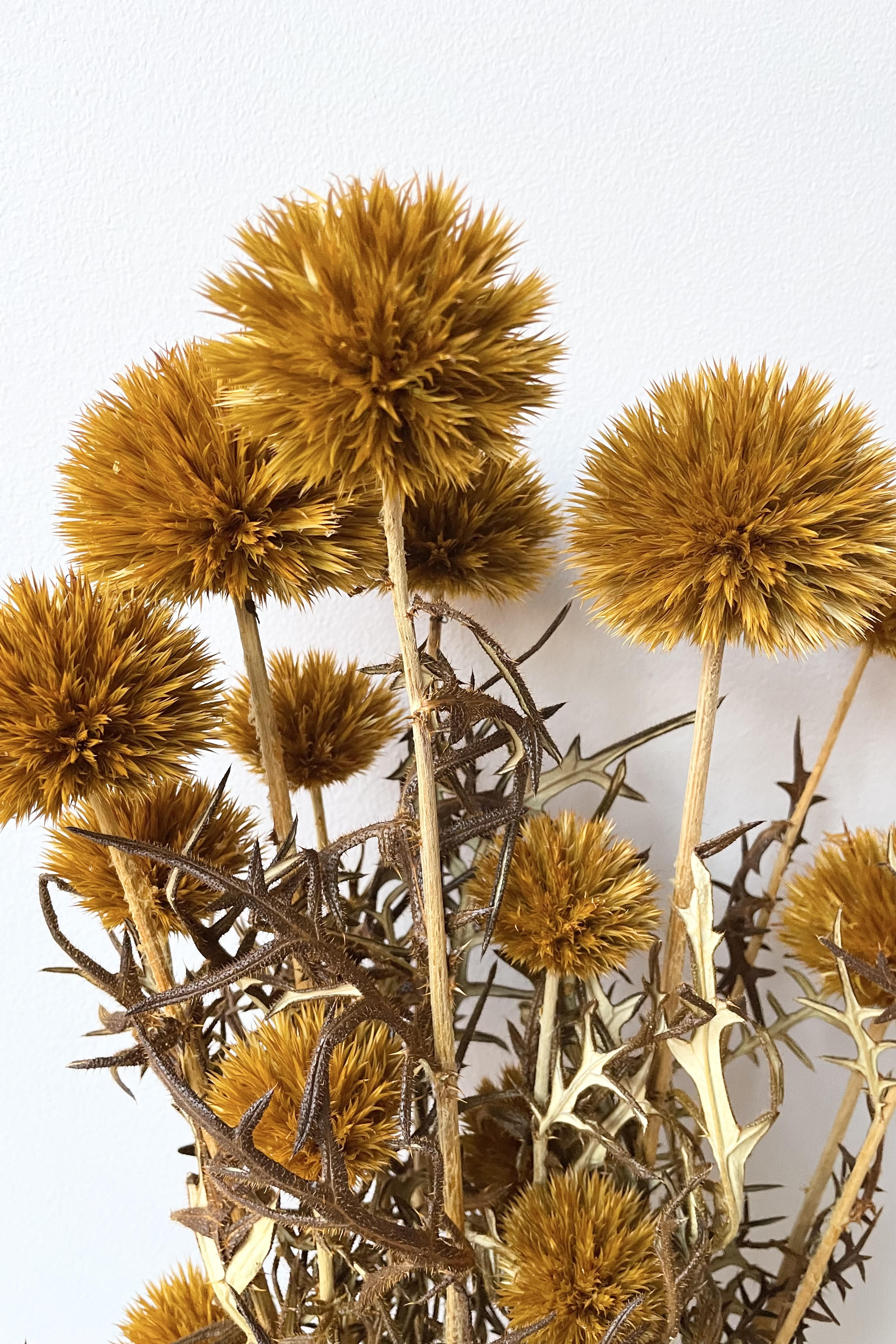 Echinops Ochre Color Preserved Bunch