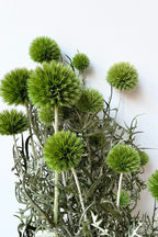 Echinops Light Green Color Preserved Bunch