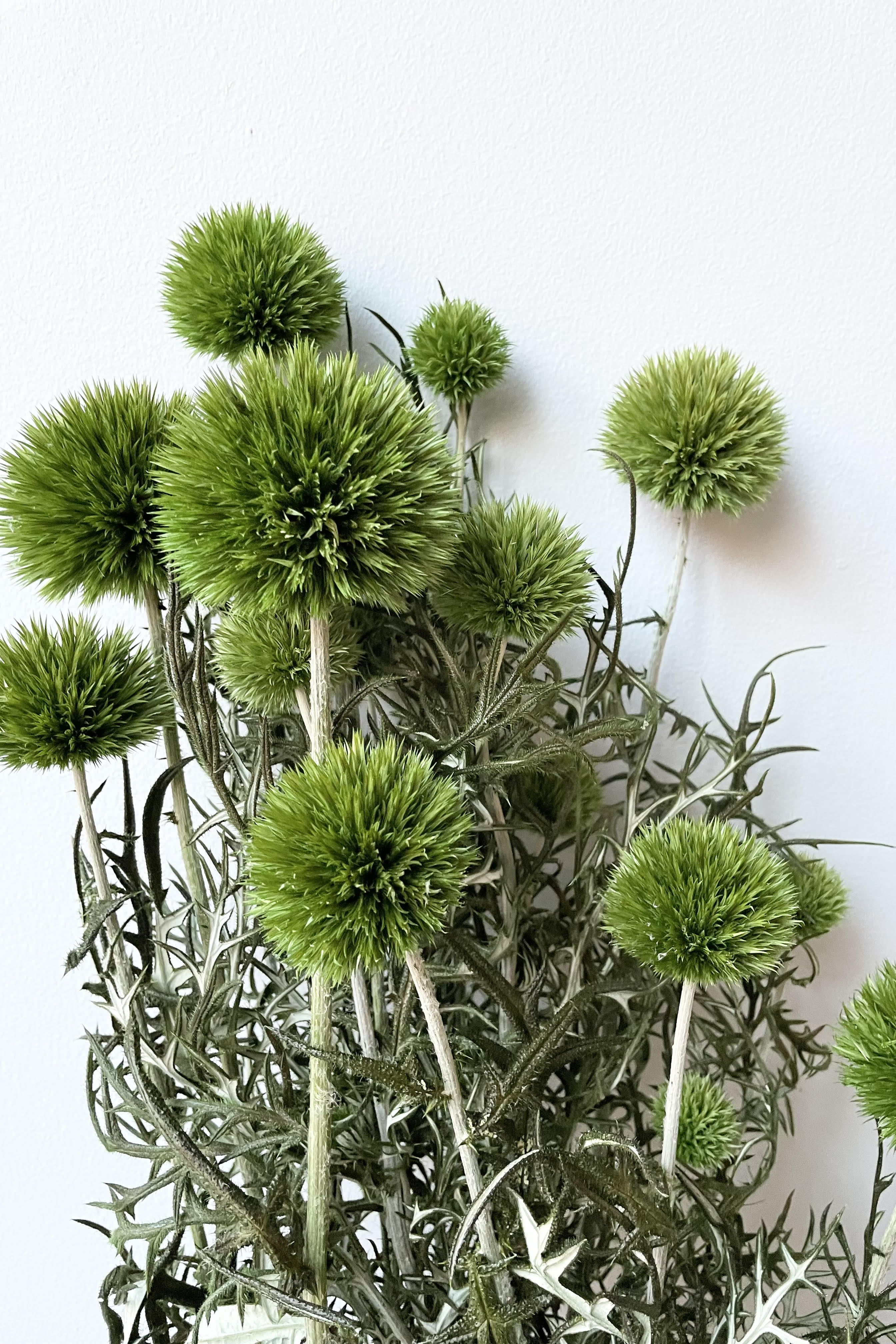 Echinops Light Green Color Preserved Bunch