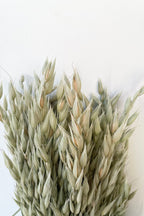 Avena Sativa Natural Preserved Bunch