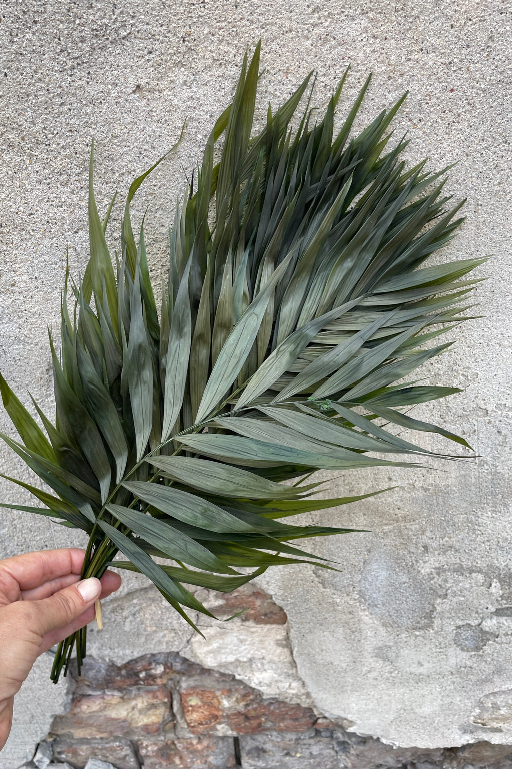 Chico Palm Green Color Preserved Bunch