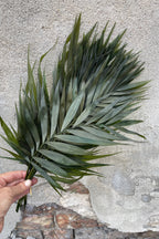 Chico Palm Green Color Preserved Bunch