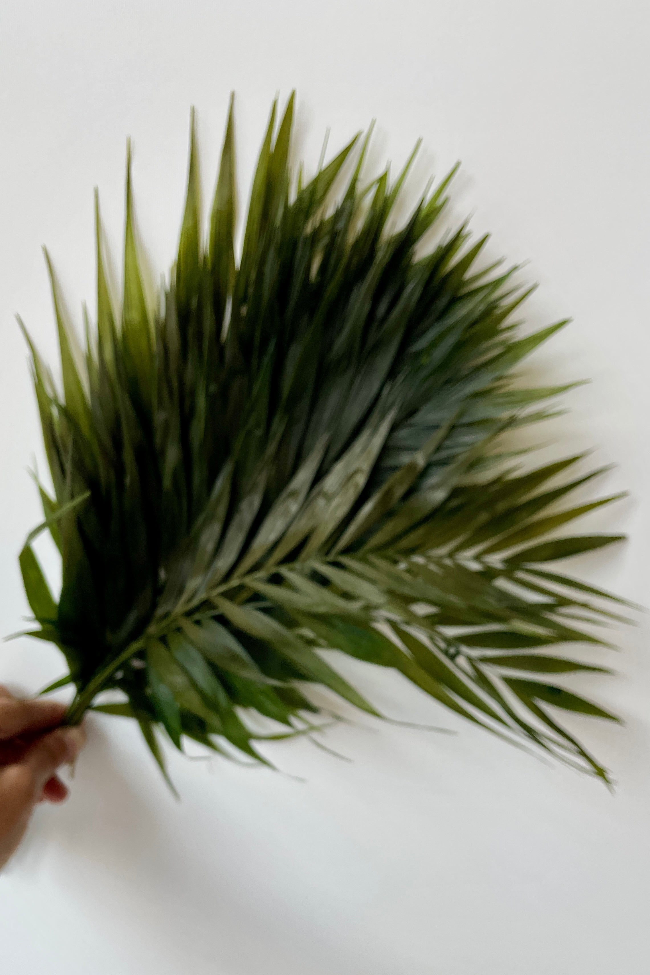 Chico Palm Green Color Preserved Bunch