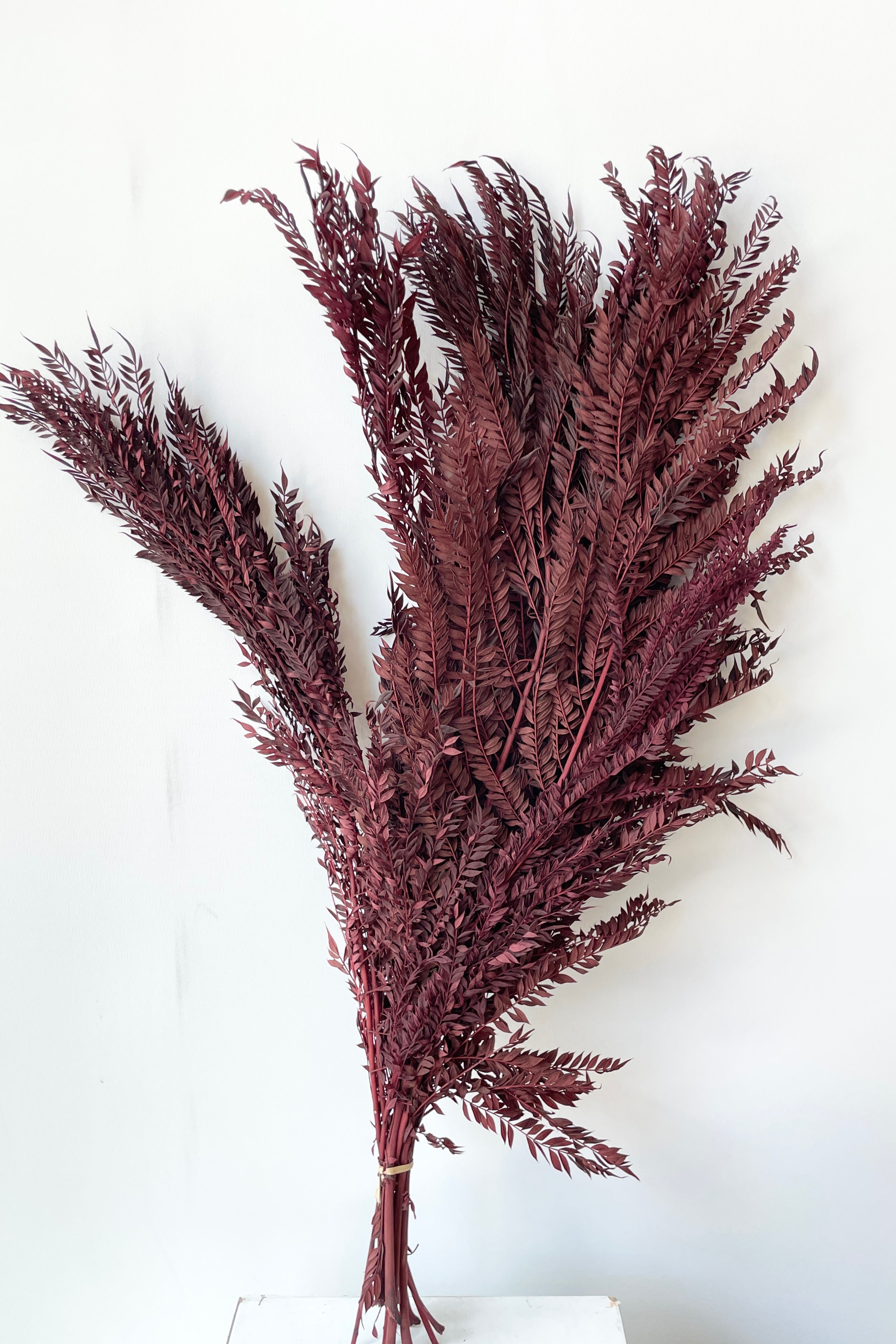Jacaranda Burgundy Color Preserved Bunch