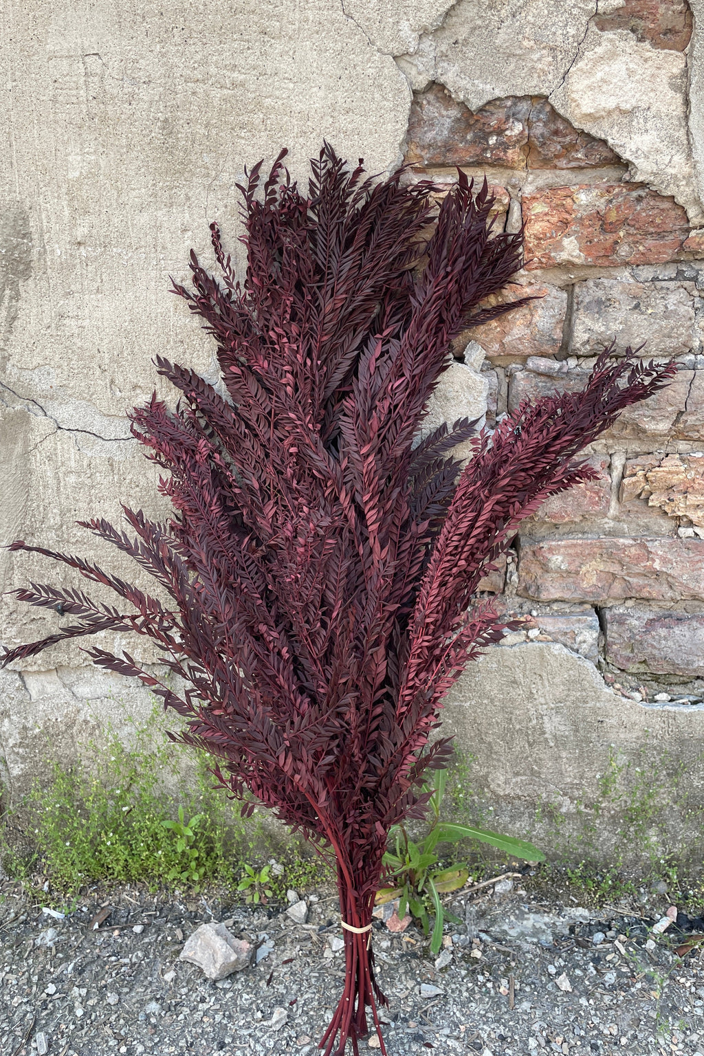 Jacaranda Burgundy Color Preserved Bunch