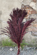 Jacaranda Burgundy Color Preserved Bunch